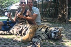Tigers in Thailand