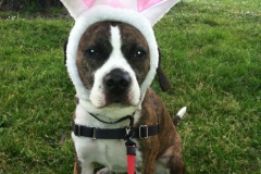 Bunny