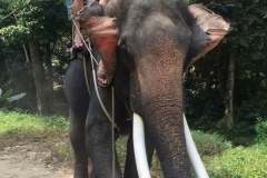 Elephant rides