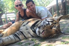 Thailand Tiger