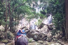 Thailand Elephant